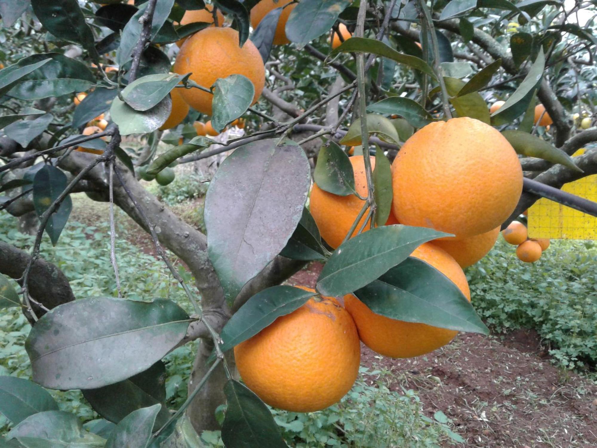 La Mimosa Vacanze