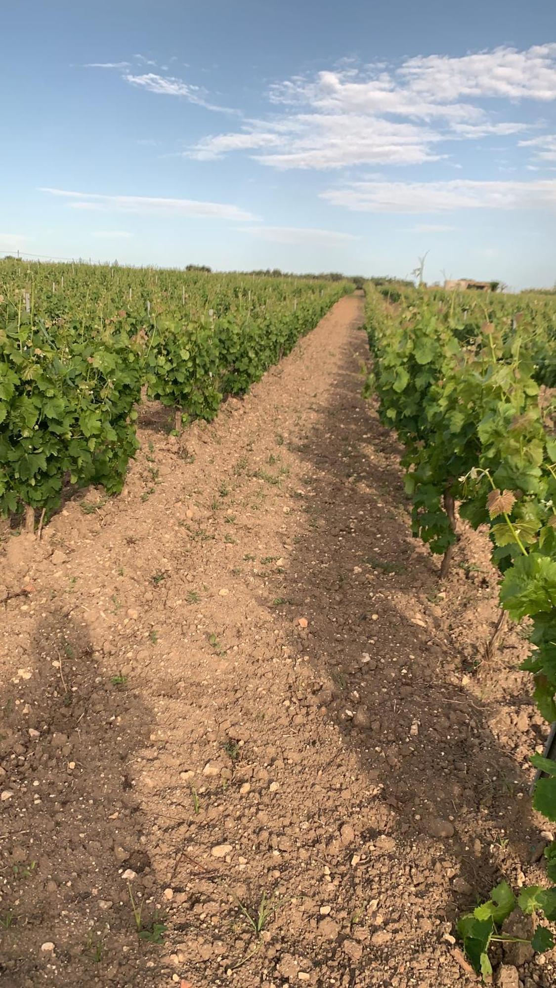 La Mimosa Vacanze Séjour à la ferme Marsala