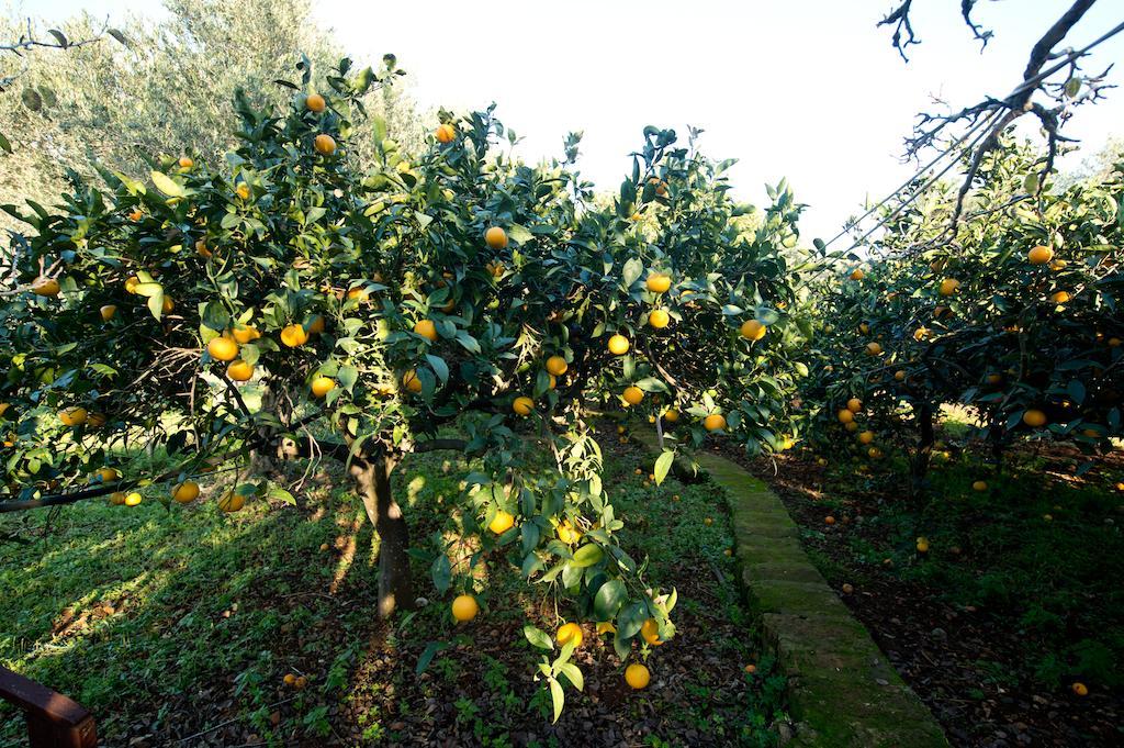 Séjour à la ferme La Mimosa Vacanze Marsala