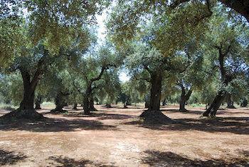 La Mimosa Vacanze