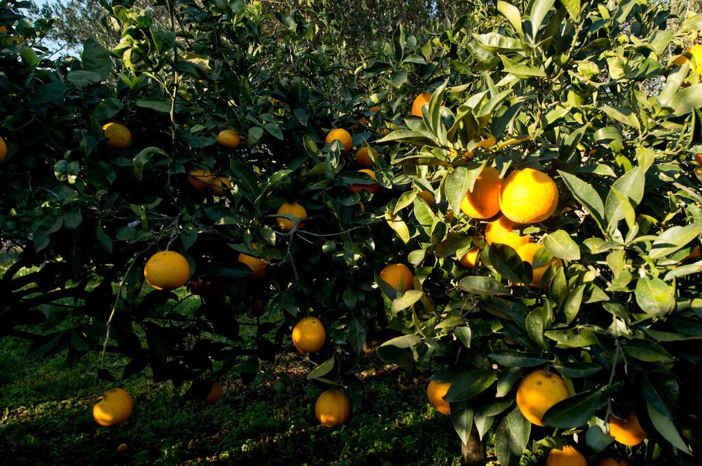 La Mimosa Vacanze * Marsala
